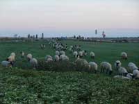 放牧される羊の群れ